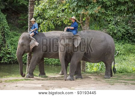 Mahouts bath and clean the elephants in the river