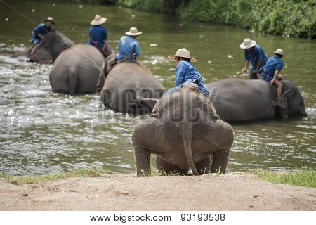 Mahouts bath and clean the elephants in the river