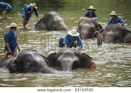 Mahouts bath and clean the elephants in the river