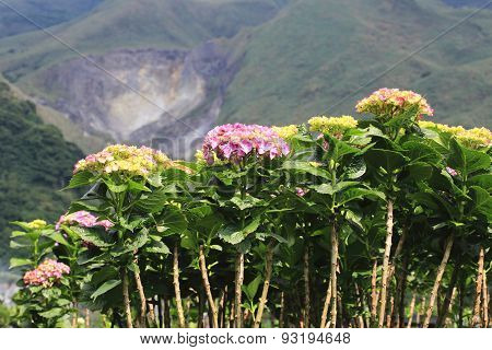 Hydrangea,Laurustinus