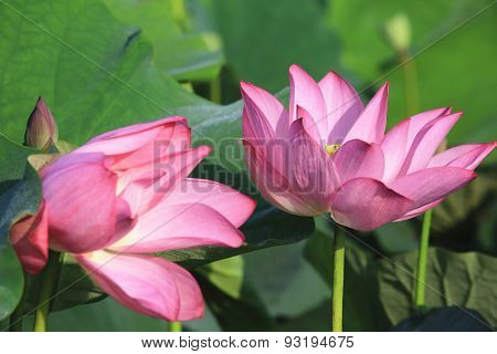 Lotus flowers and bud