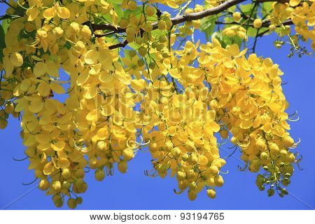 Golden Shower,Golden Rain