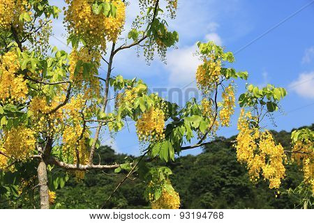 Golden Shower,Golden Rain