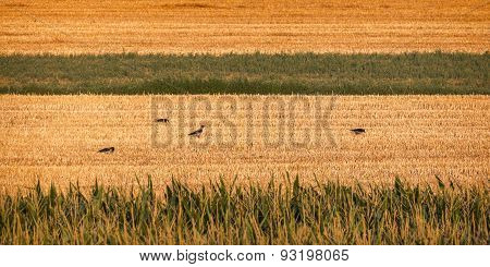 Crows And Countryside