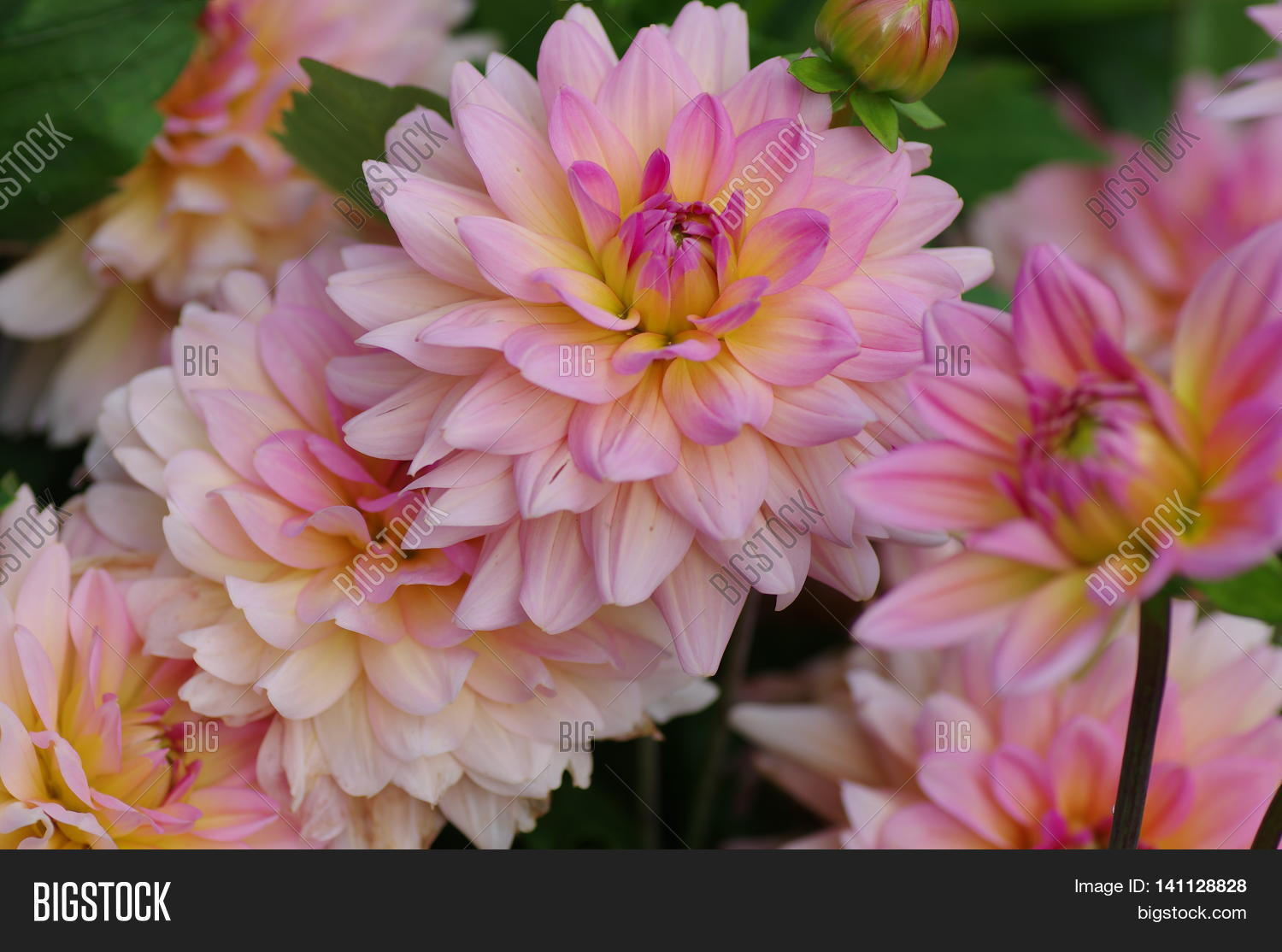 Image Preview