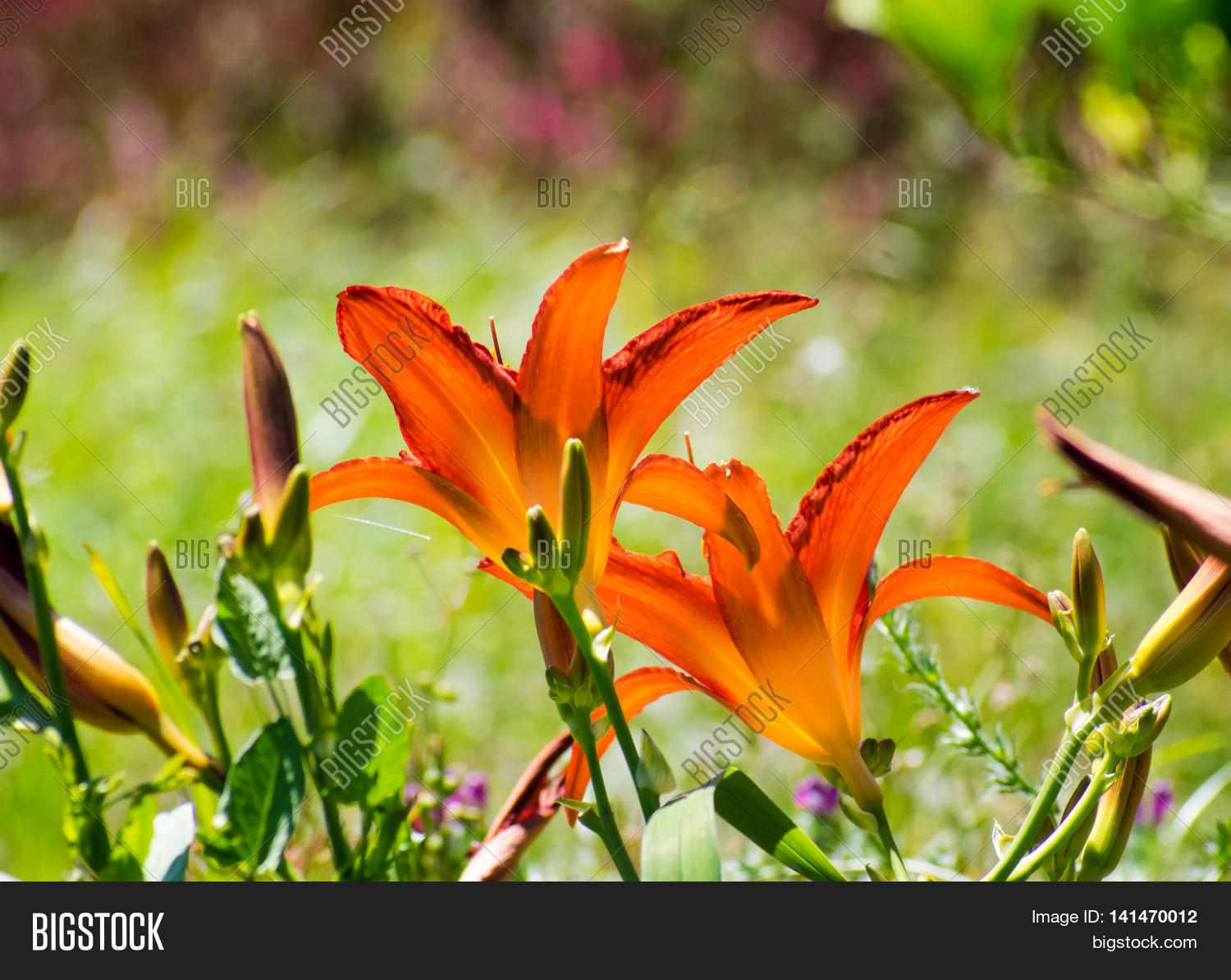 Image Preview