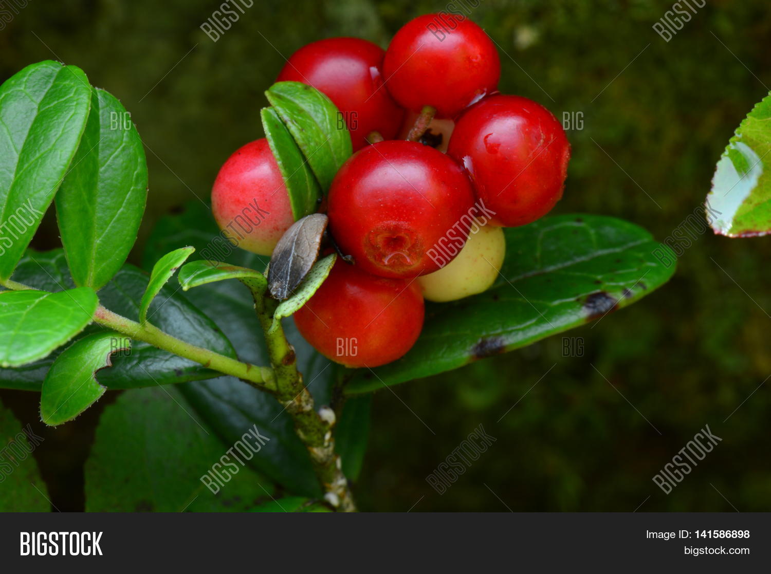 Image Preview