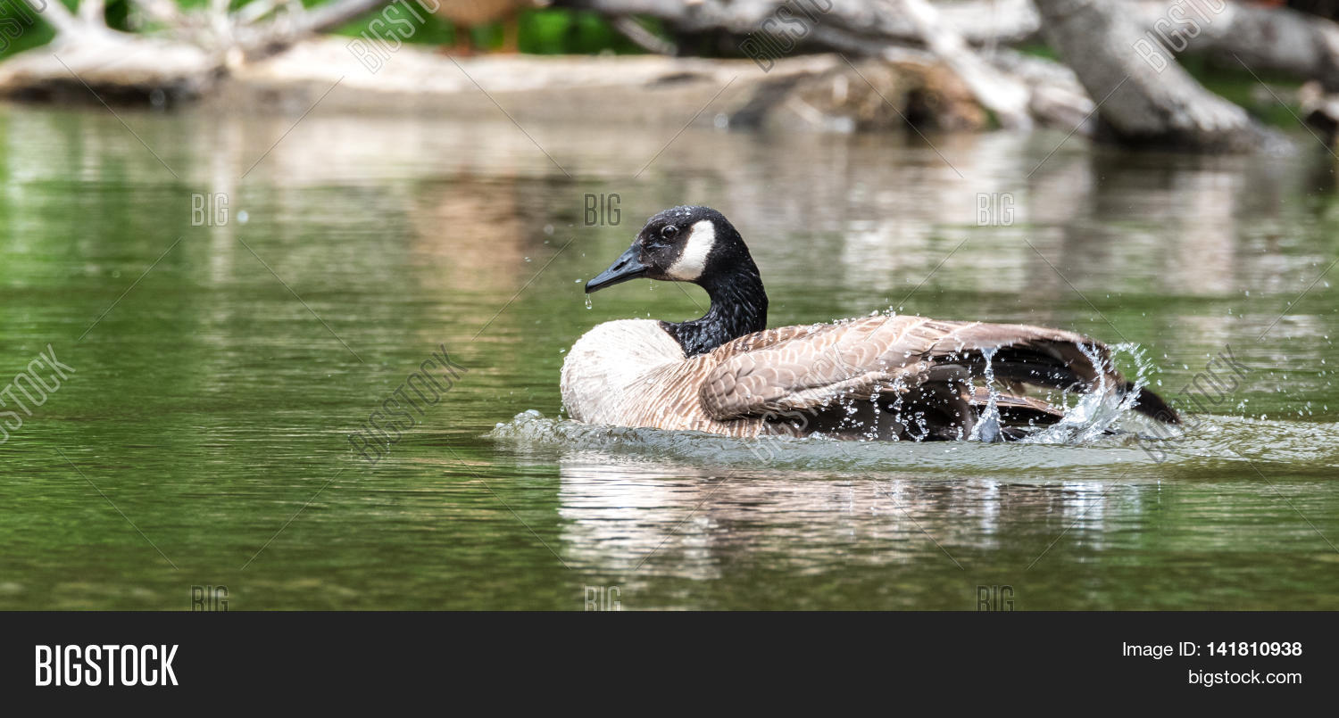 Adolecent Canada Goose Image & Photo (Free Trial) Bigstock