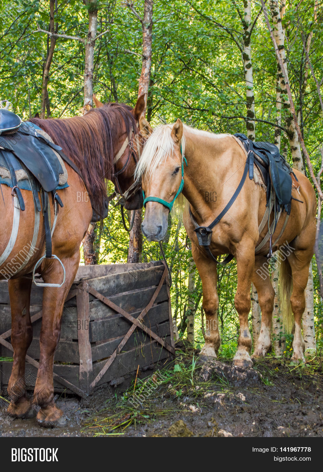 Two Horses Stand Side Image & Photo (Free Trial) Bigstock