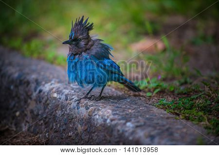 Stellers Jay Bird