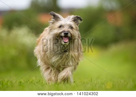 Pyrenean Shepherd Dog Outdoors In Nature