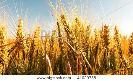 Landscape with corn field on a sunny day