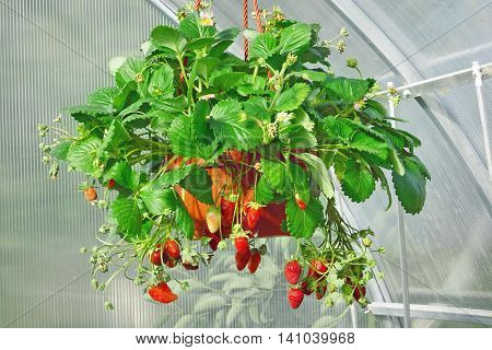 Ripe Garden Strawberry In Pot Hanging In Greenhouse