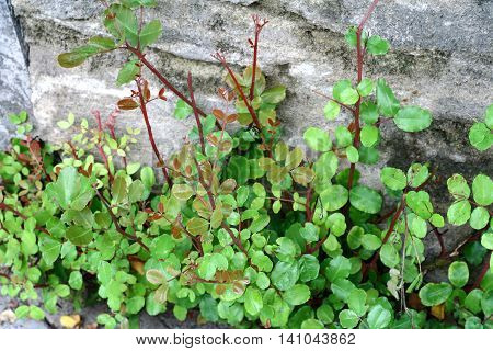 Green and purple twigs with little leaves on stone background