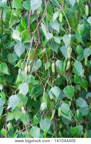 Betula pendula, commonly known as silver birch or warty birch, green leaves background