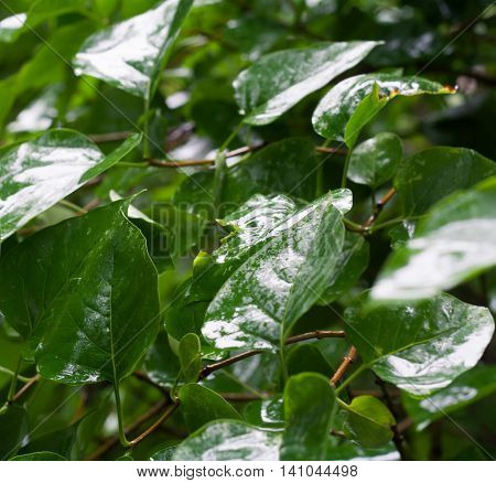 Lilac wet leaves on tree in rainy day. Green leaves background.