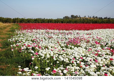 Magnificent Buttercups Image & Photo (Free Trial) | Bigstock