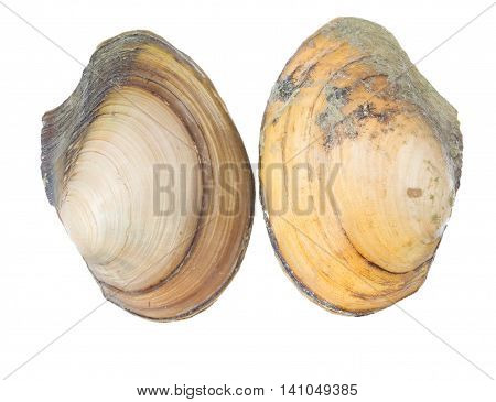 Anodonta is a genus of freshwater mussels in the family Unionidae, the river mussels