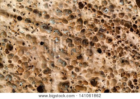 Surface of a carbonate rock with boring traces of organisms.