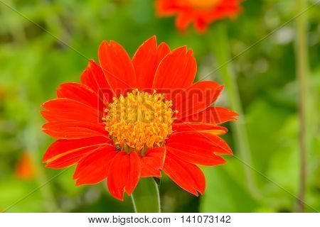 Mexican Sunflower