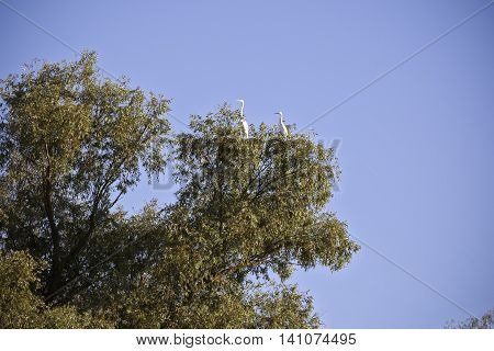 white egret in natural environment the Danube Delta romania