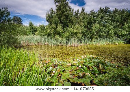 Local Lily Pond, in East Cramlington which is a nature reserve in Northumberland, providing free and easy access to nature
