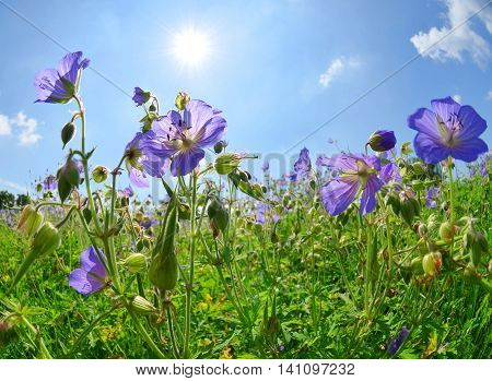 Summer meadow with flowers Geranium pratense in sunny day.