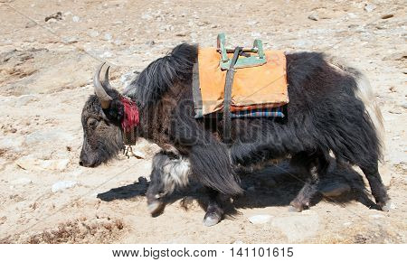 Black yak - bos grunniens or bos mutus - on the way to Everest base camp - Nepal