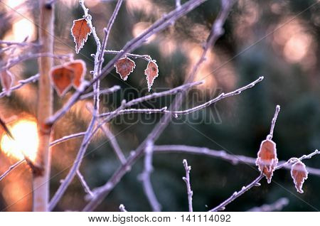 Autumn background with grass and forest covered with frost in the early frosts.