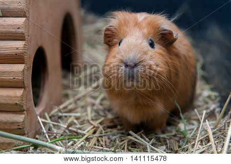 Portrait of cute red guinea pig. Close up photo.