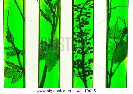 Oenology, young vine shoots in red test tubes, Research Laboratory Biological