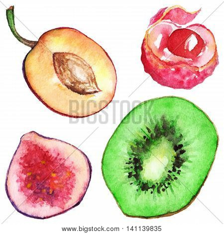 Watercolor kiwi fig plum litchi fruit set isolated vector
