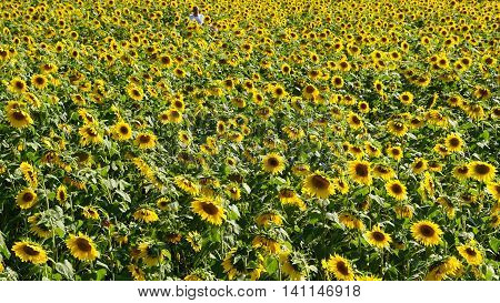Beautiful Sunflowers in the Summer in Connecticut