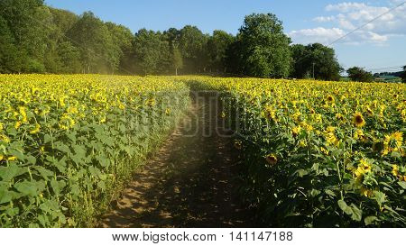 Beautiful Sunflowers in the Summer in Connecticut
