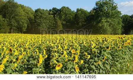 Beautiful Sunflowers in the Summer in Connecticut