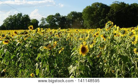 Beautiful Sunflowers in the Summer in Connecticut