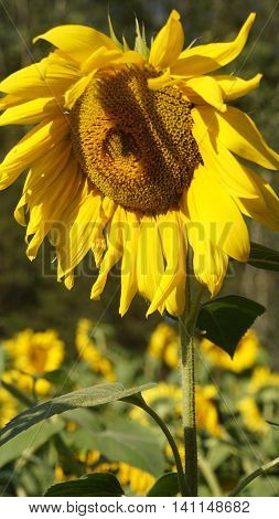 Beautiful Sunflowers in the Summer in Connecticut