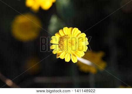 Flower of a golden marguerite (Cota tinctoria).
