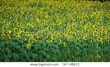 Beautiful Sunflowers in the Summer in Connecticut