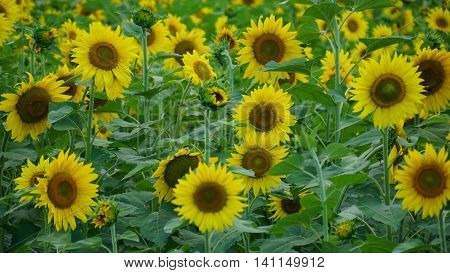 Beautiful Sunflowers in the Summer in Connecticut