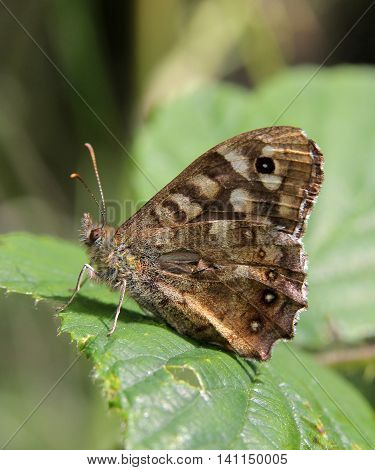 Speckled Wood butterfly (Pararge aegeria) from Durham, UK