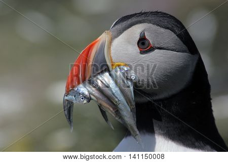 An Atlantic Puffin with sand eels in its mouth