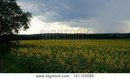 Beautiful Sunflowers in the Summer in Connecticut