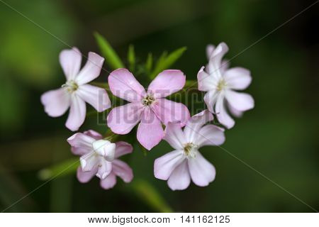 Flower of a common soapwort (Saponaria officinalis) an old medical plant that was used as alternative to soap.