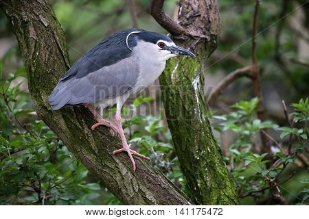 A small heron sitting on a tree branch