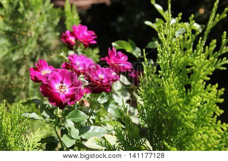 Close up of Small red rose flowerbackground on pine tree