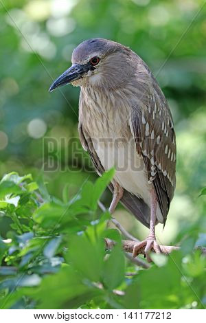 A small heron in a green tree