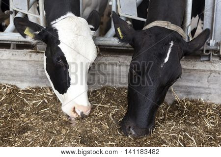 heads of two white and black dutch cows feeding inside barn