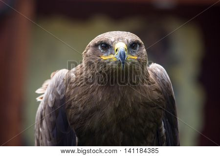 Steppe Eagle, Aquila Nipalensis, Detail Of Eagles Head.