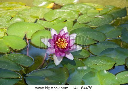Water lily. Photo taken in Cecilio Rodriguez Gardens Retiro Park Madrid Spain.